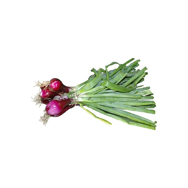 OIGNONS ROUGE NOUVEAUX en BOTTE