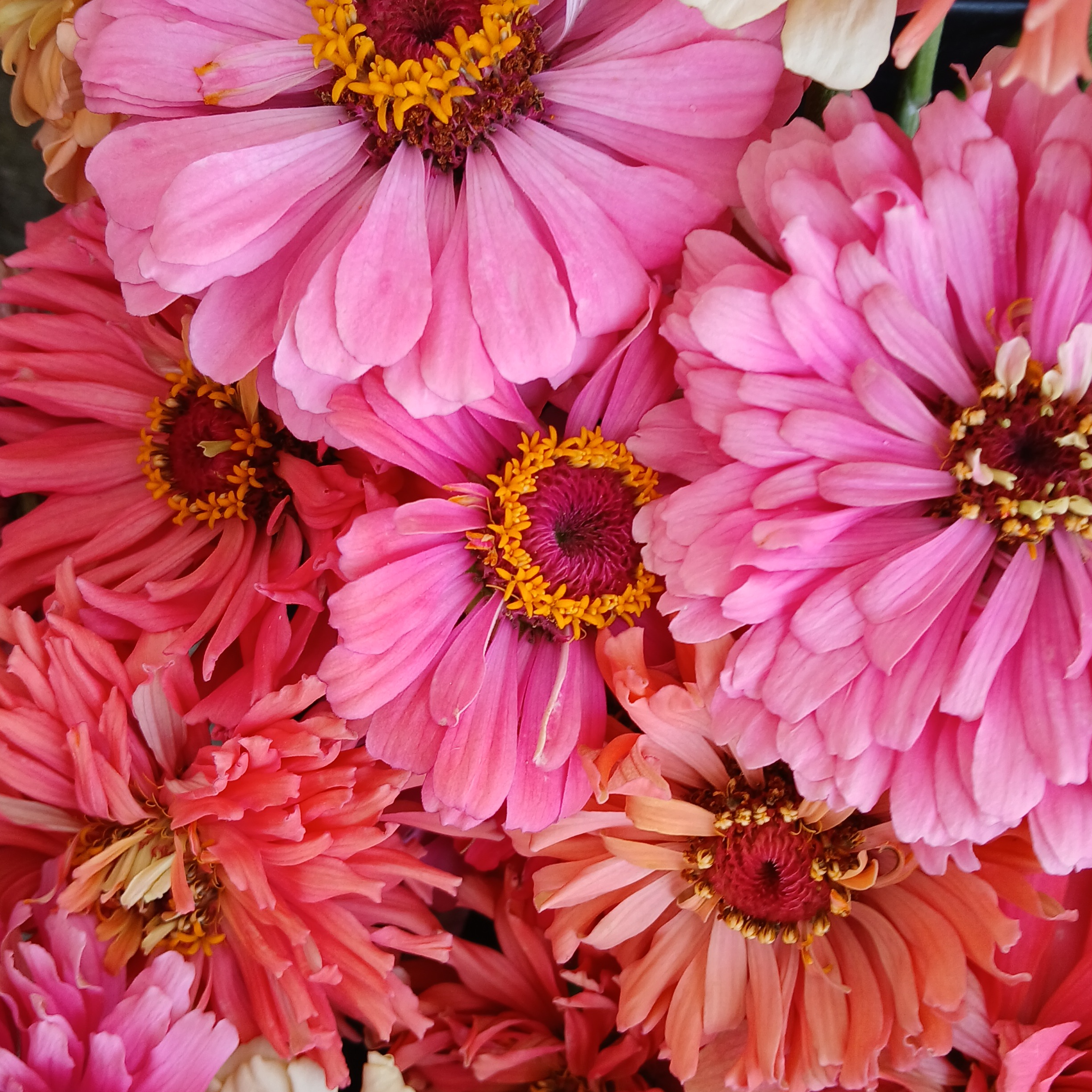 Zinnia saumon à rose (gros diamètre)