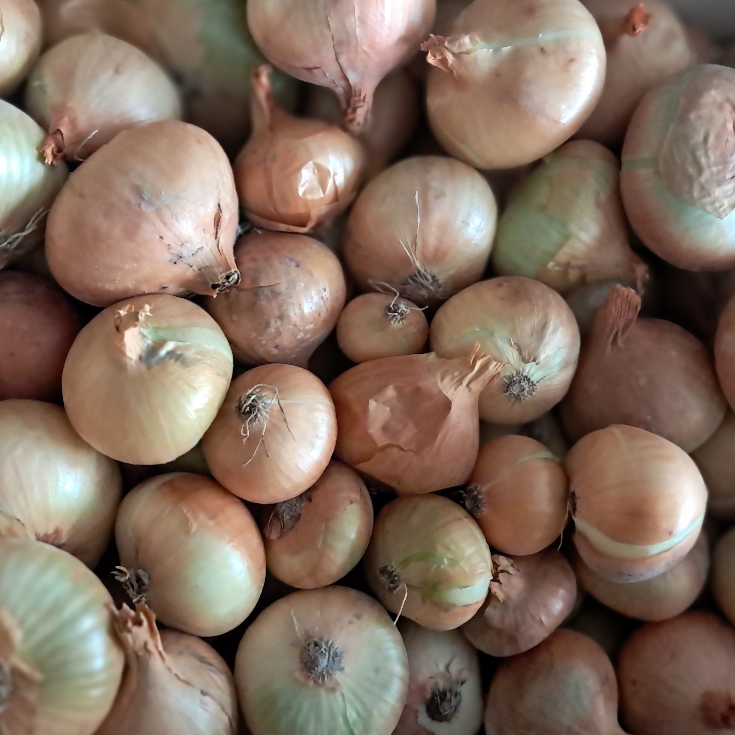 Oignons/rouges - 1kg