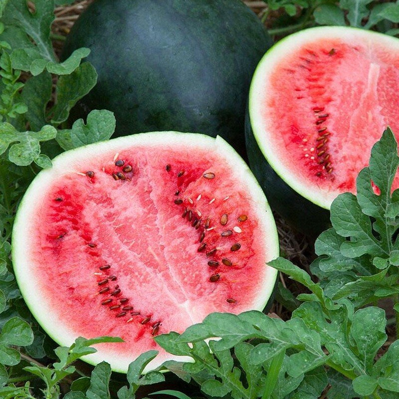 Plants De Pastèque