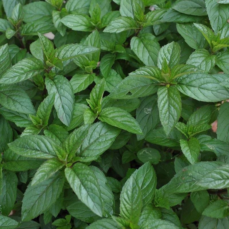 Menthe - 80g
