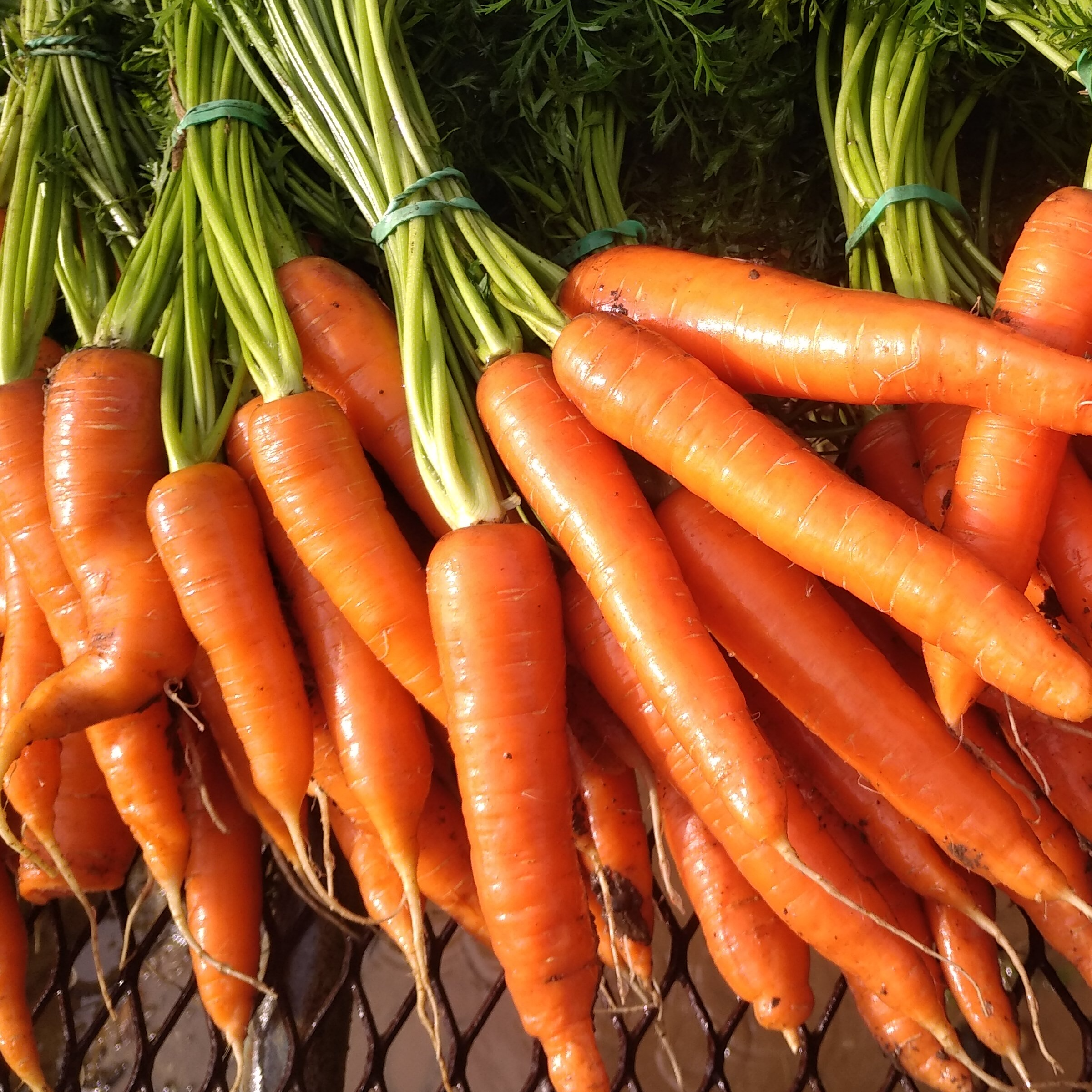 Carottes nouvelles botte
