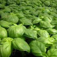 Pot de basilic vert