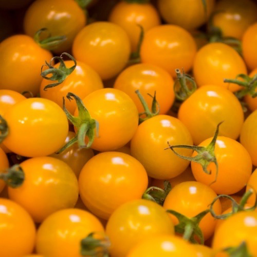 TOMATE Cerise Clémentine Bio