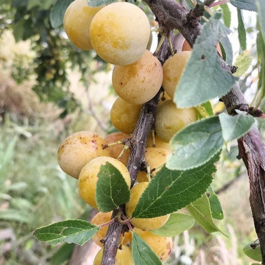 Mirabelle de Nancy