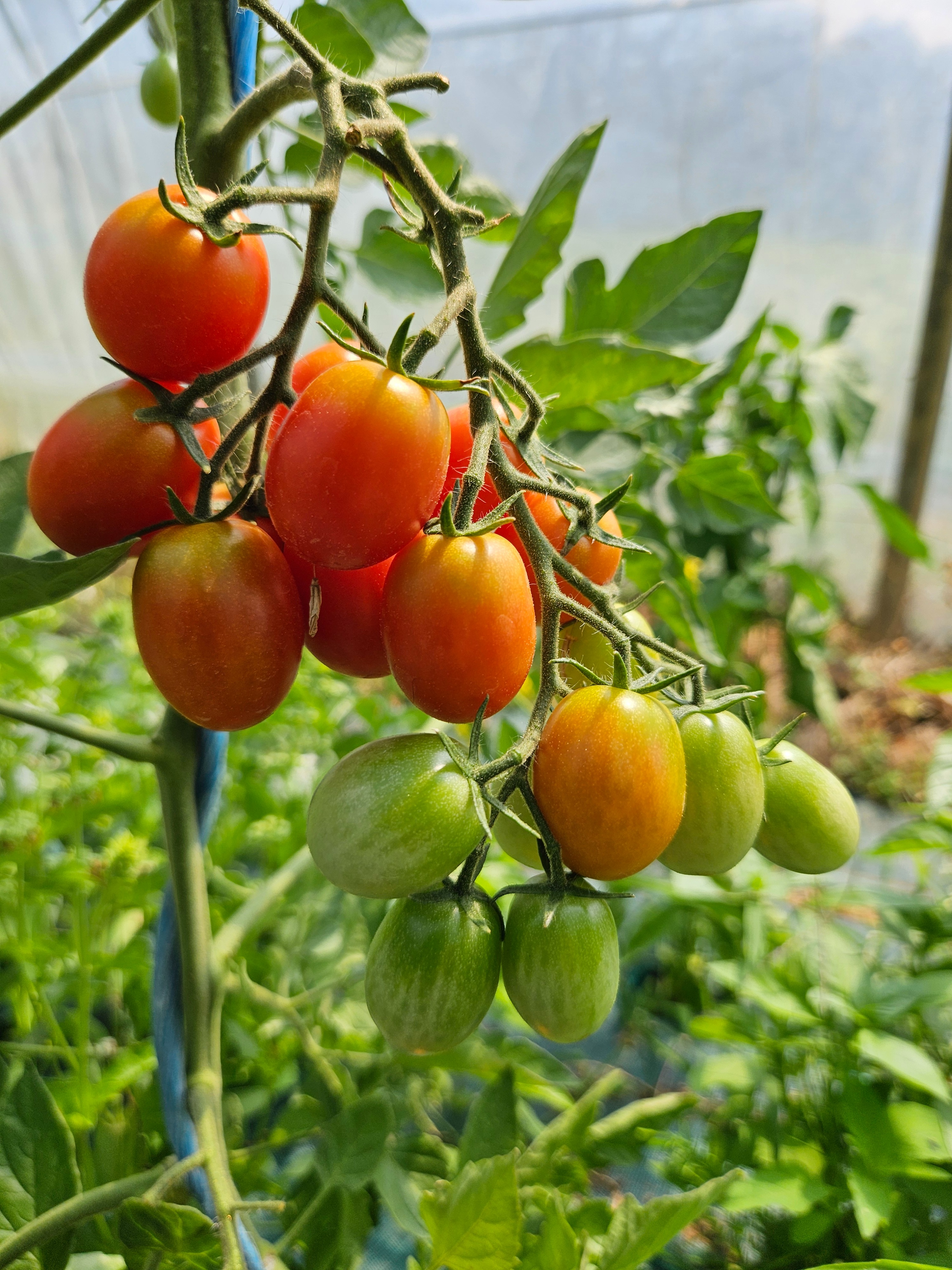 TOMATE CERISE 250G