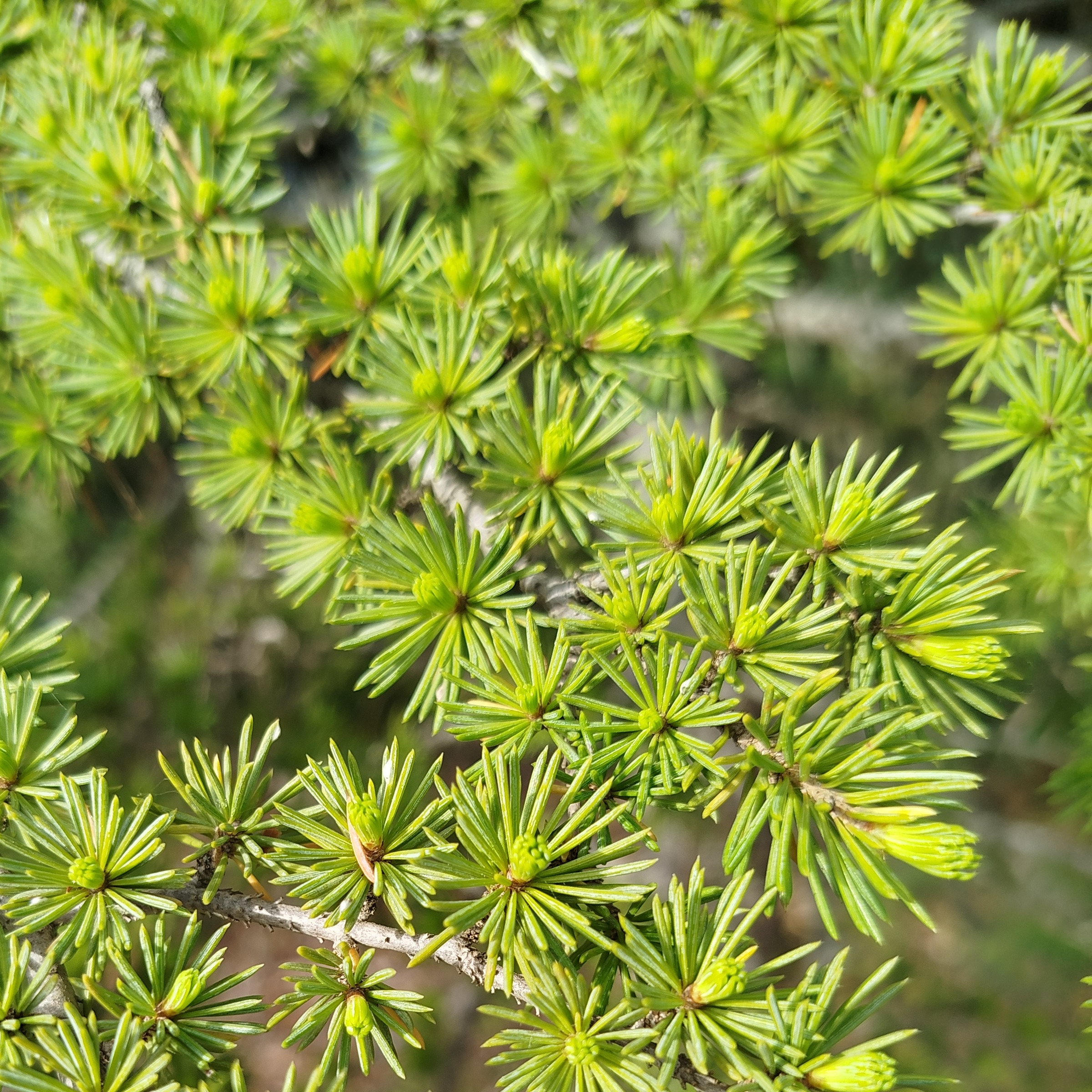 Gemmothérapie Cèdre - 30ml