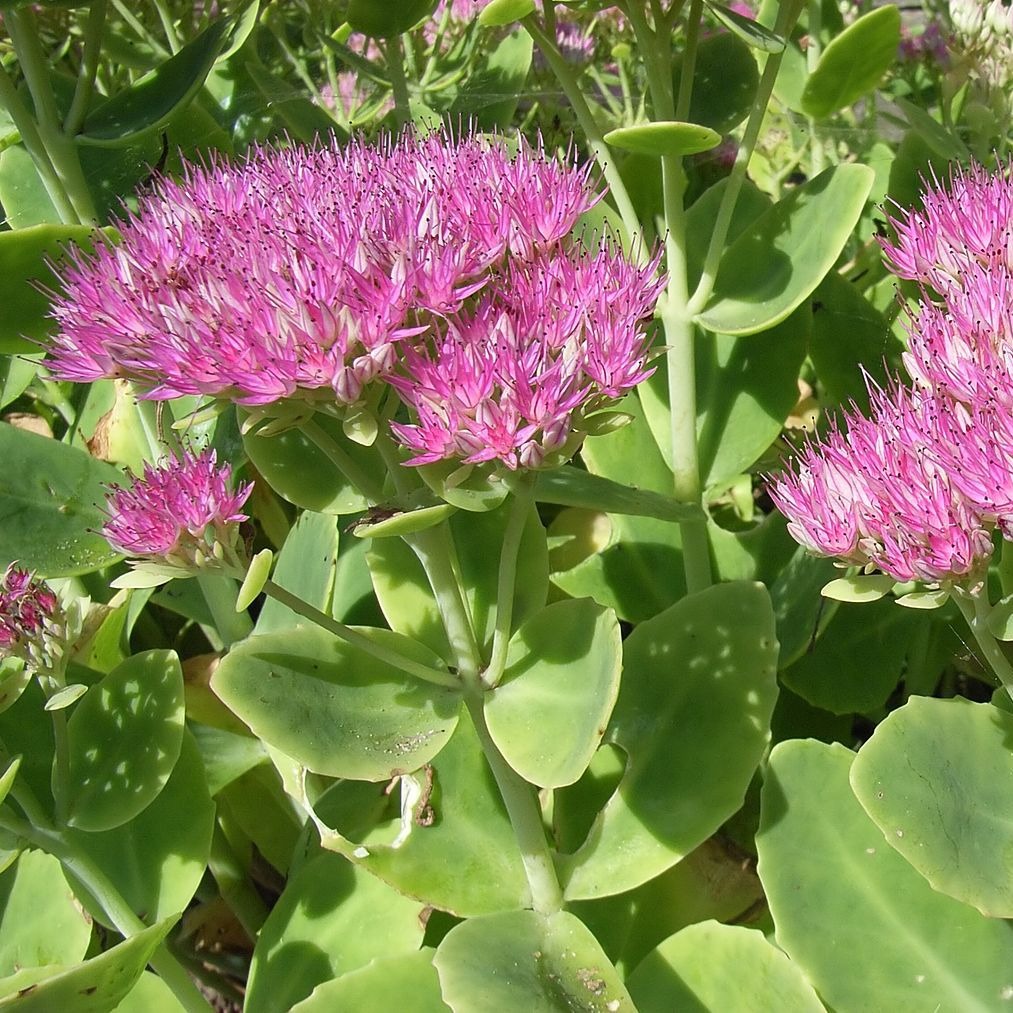 Orpin rose 'Lagos' Pot 1L