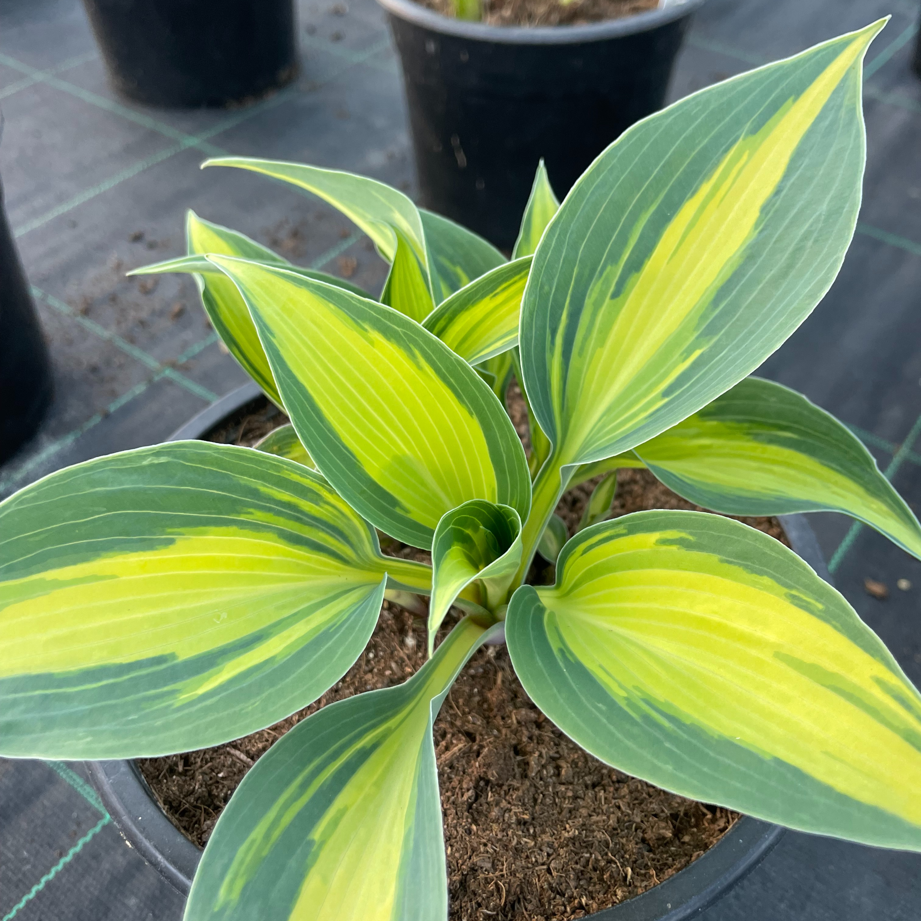 Hosta 'Catherine'