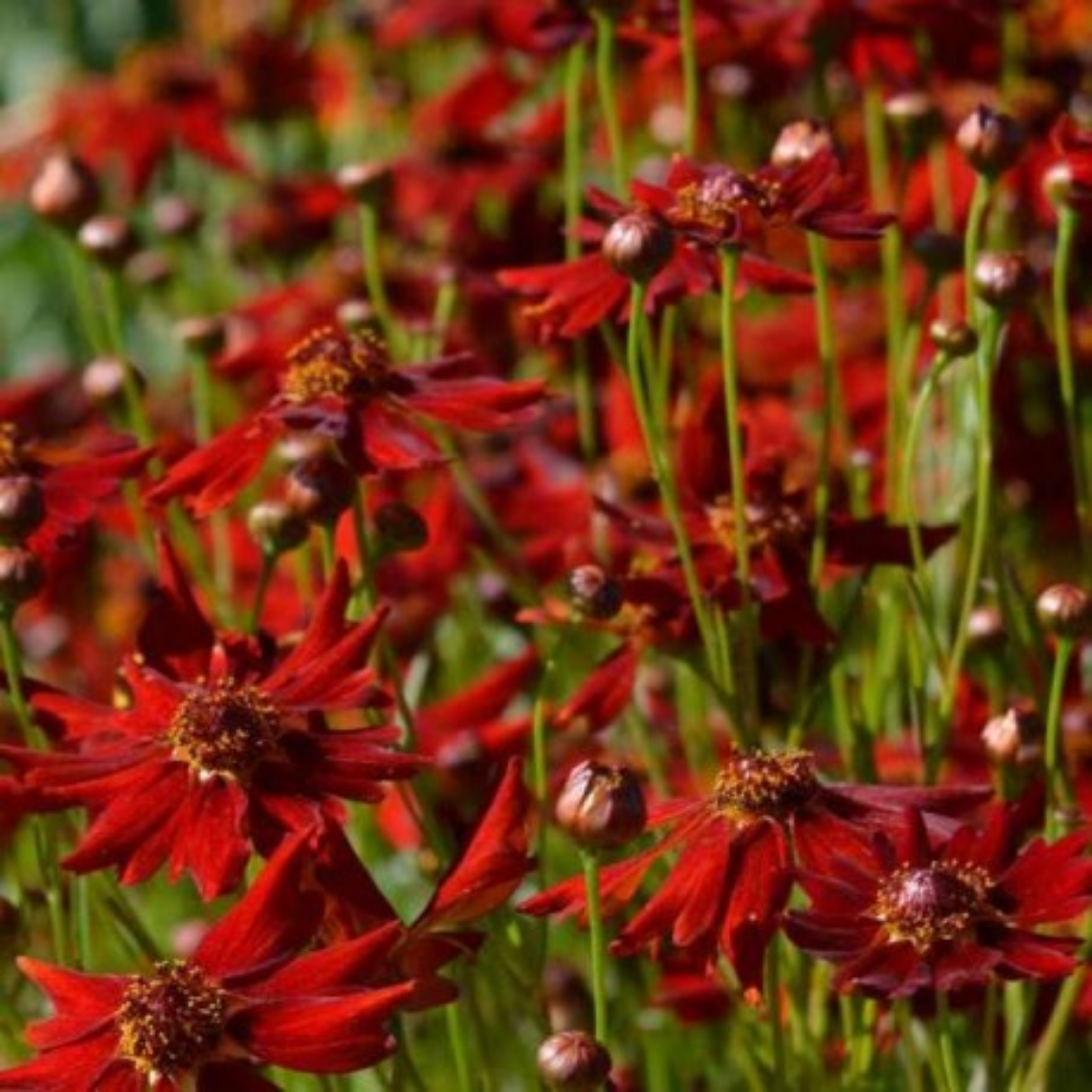Coreopsis verticillata ‘Red-Satin’