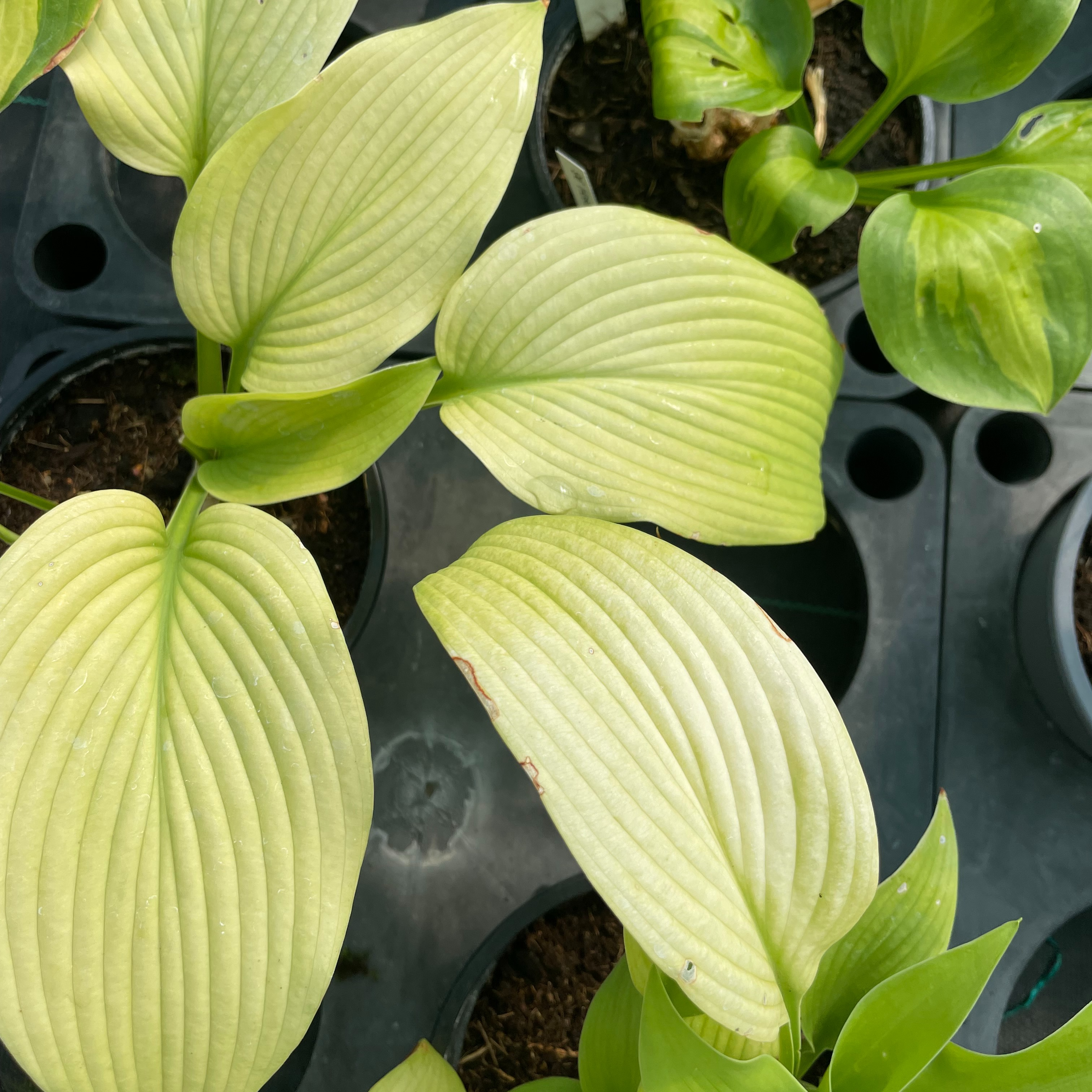 Hosta ‘Midnight Sun’