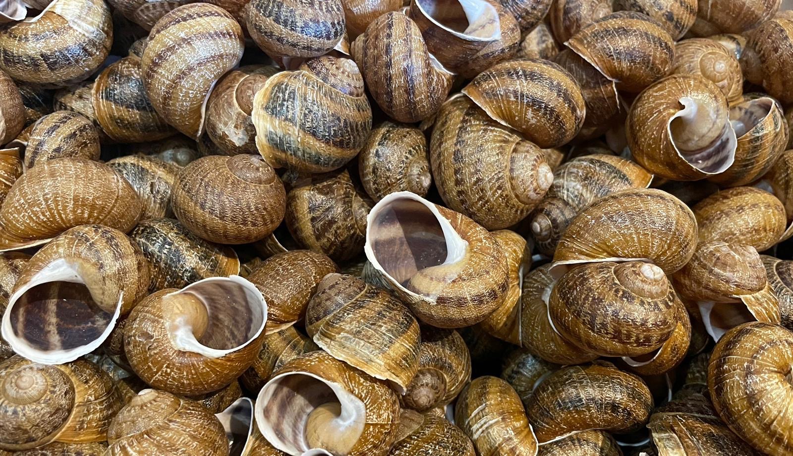 Coquilles Vides (par douzaines)