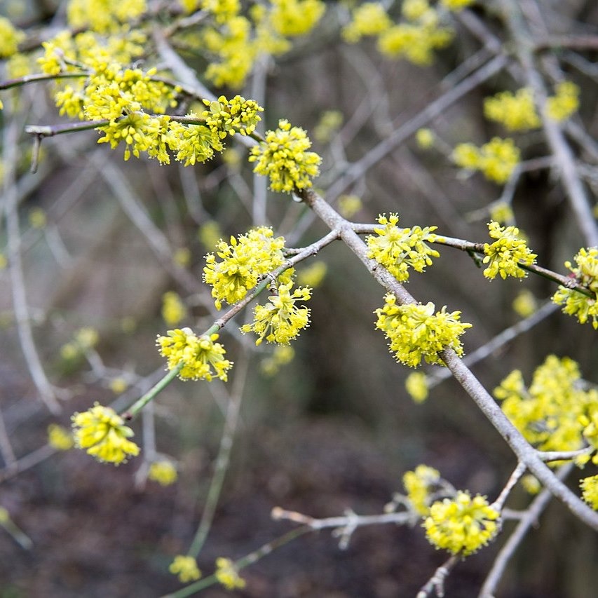 Cornouiller mâle 'De semis' Racines nues / 1m