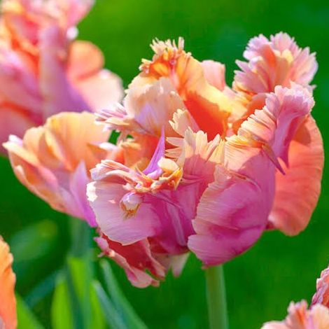 Tulipe Amazing Parrot
