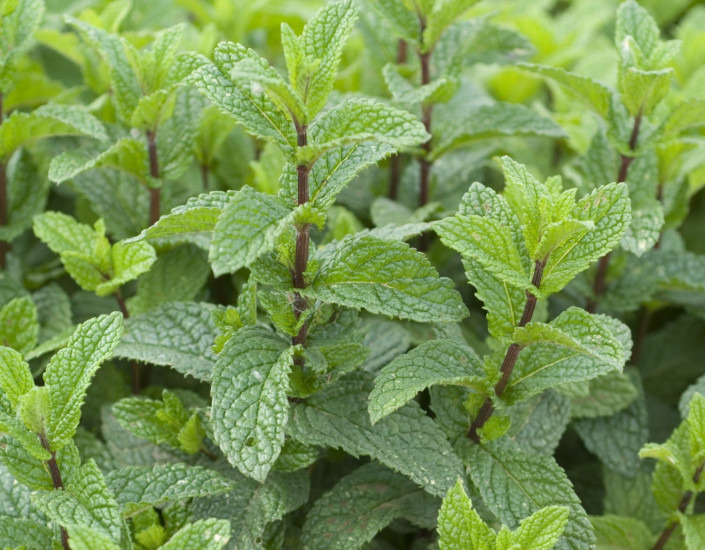MENTHE ORANGE