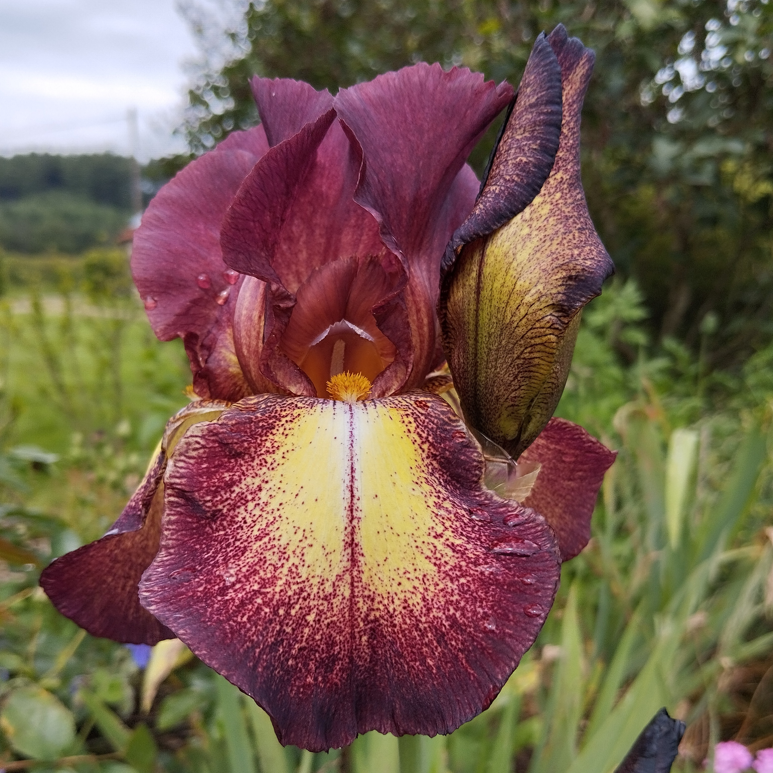 Iris germanica 'Provençal'