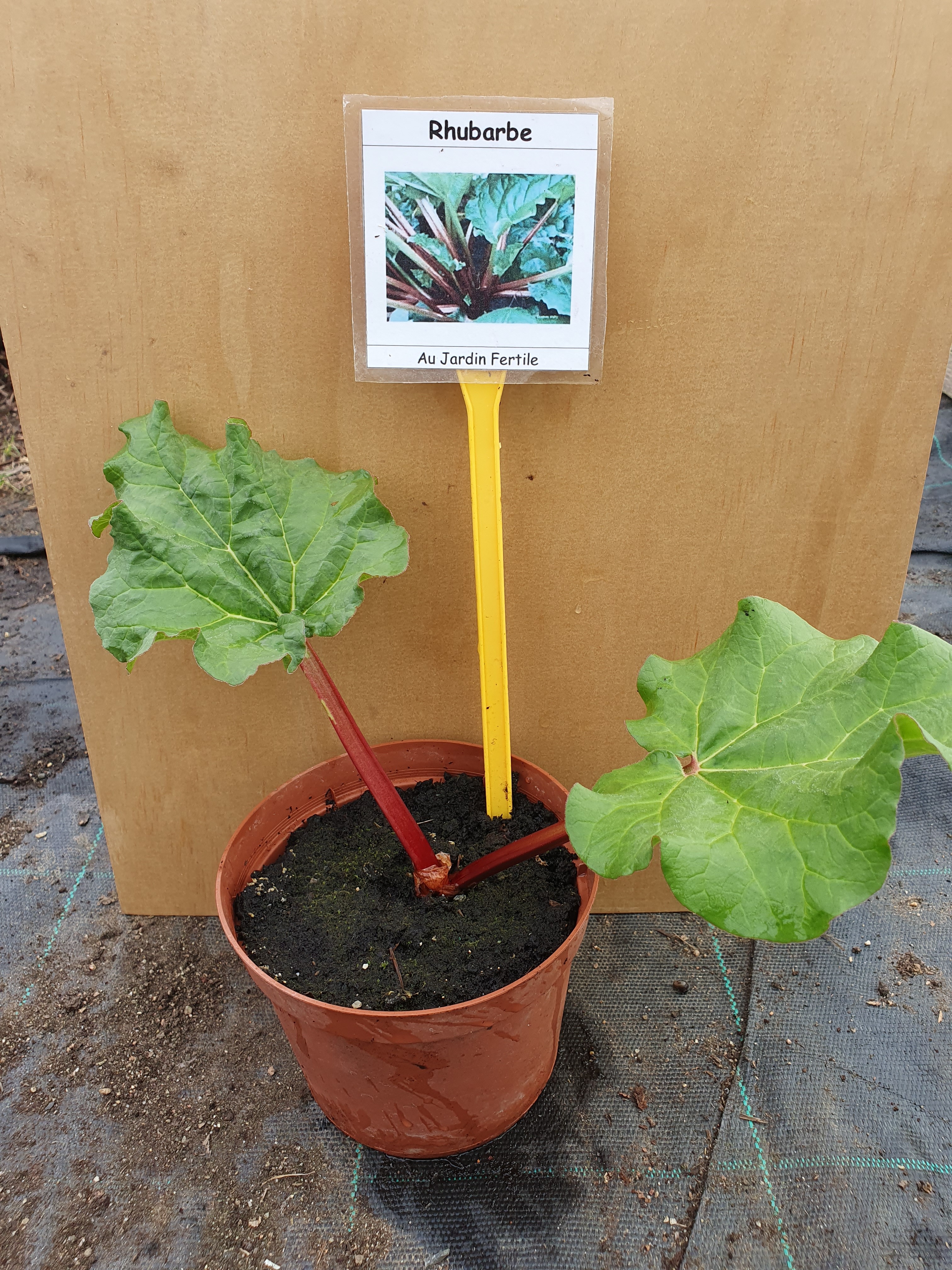 Plant Rhubarbe (Grand format)