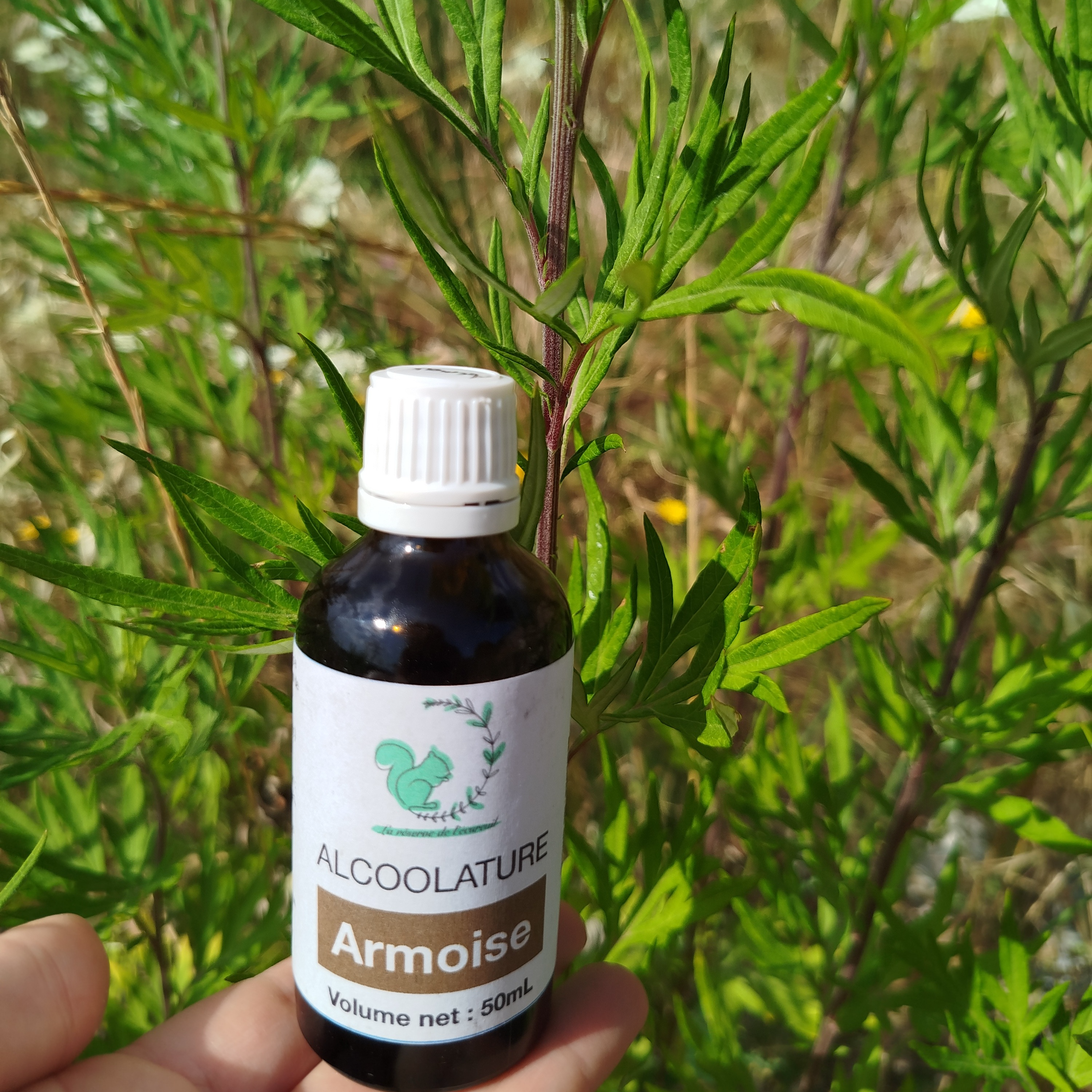 Alcoolature Armoise