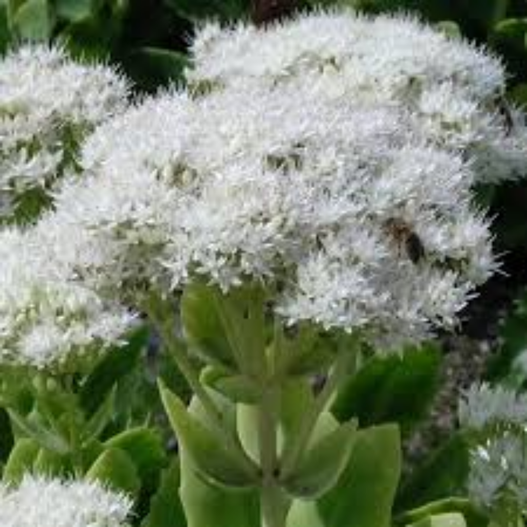 Sedum spectabile ‘Iceberg’