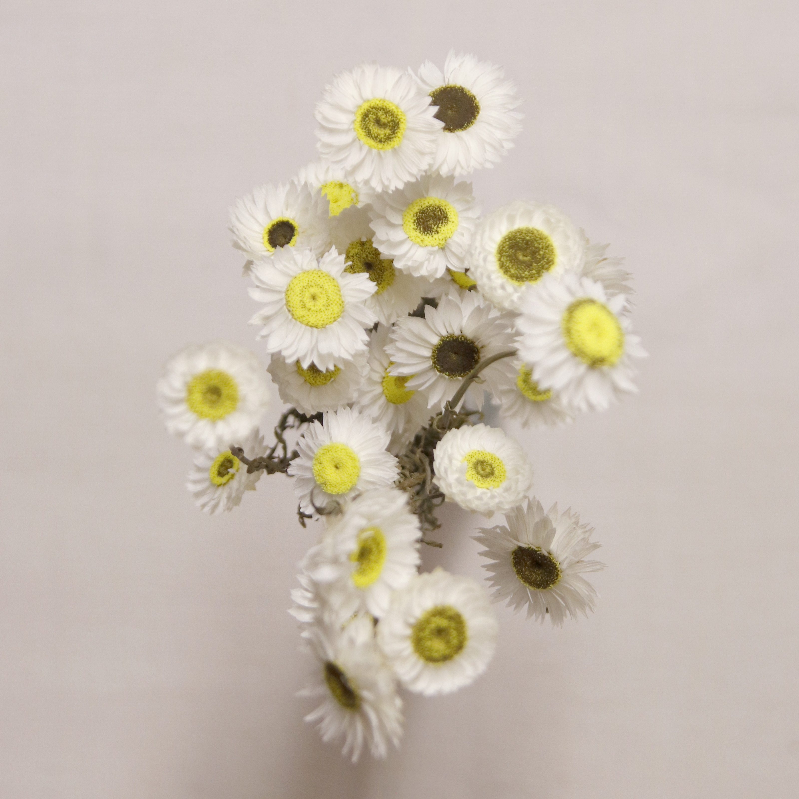 Acrolinium Blanc séché