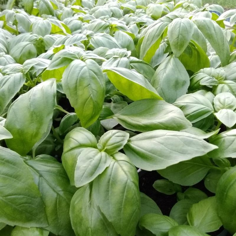Basilic botte