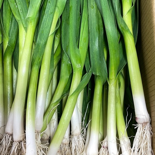 Botte De Cébette - 0,125kg