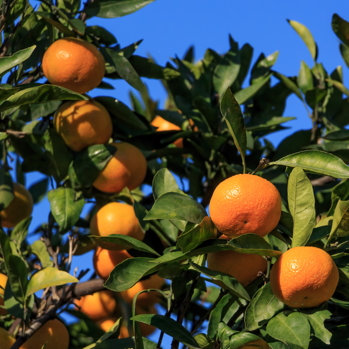 Mandarinier satsuma Hashimoto - 3l