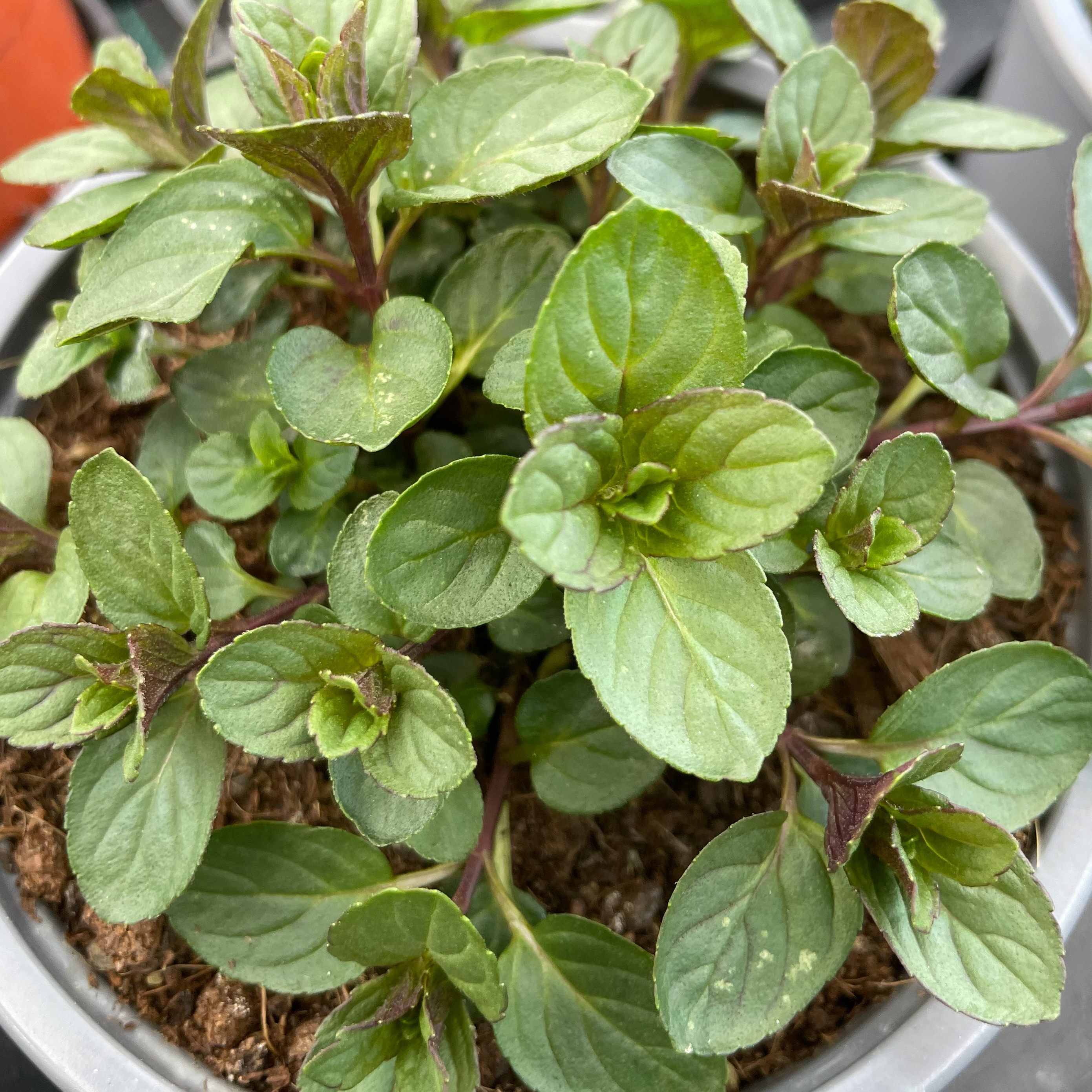 Menthe poivrée Chocolat