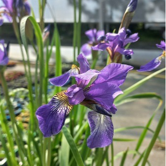 Iris de Sibérie en pot 1,5 litres