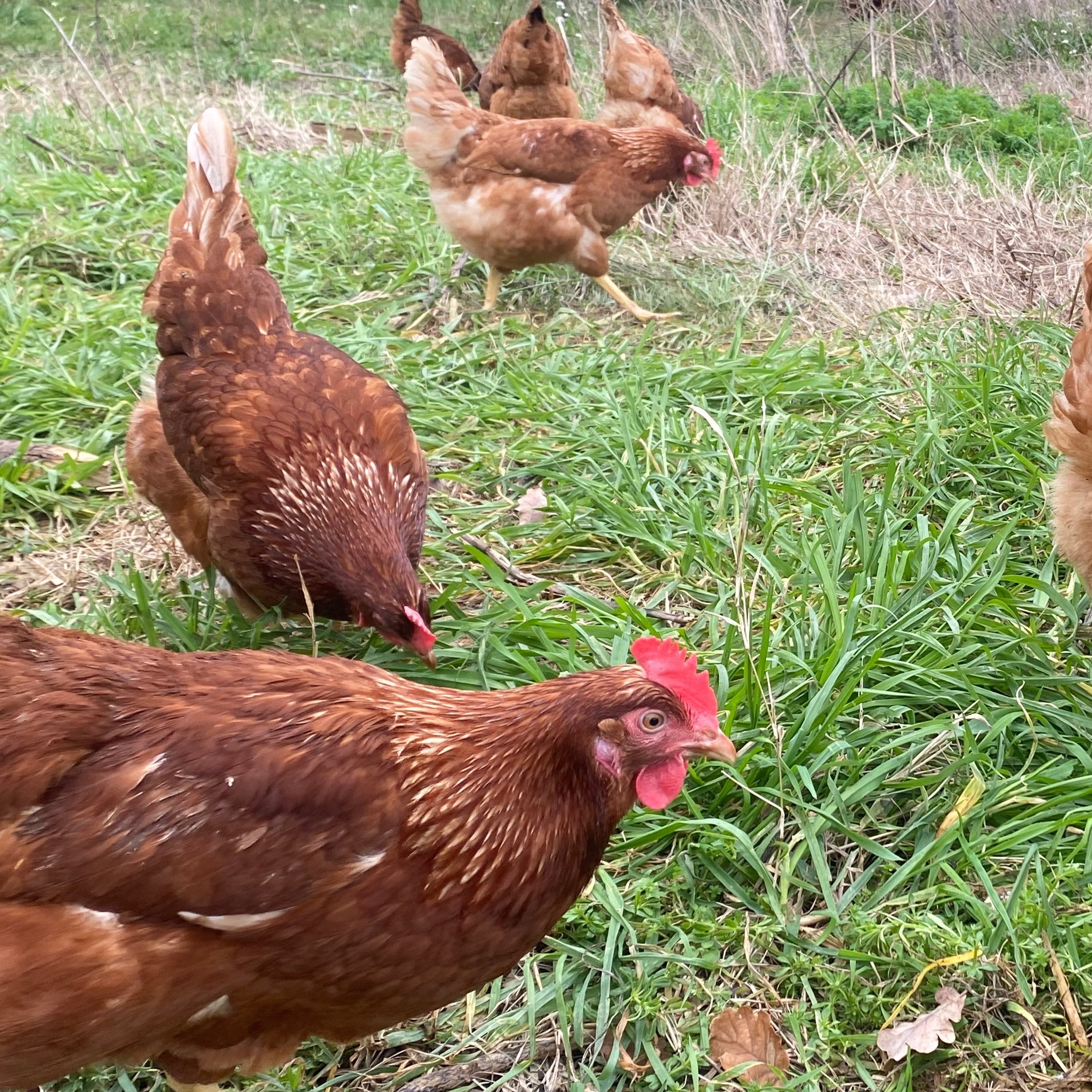 Oeufs extra frais MOYENS x30