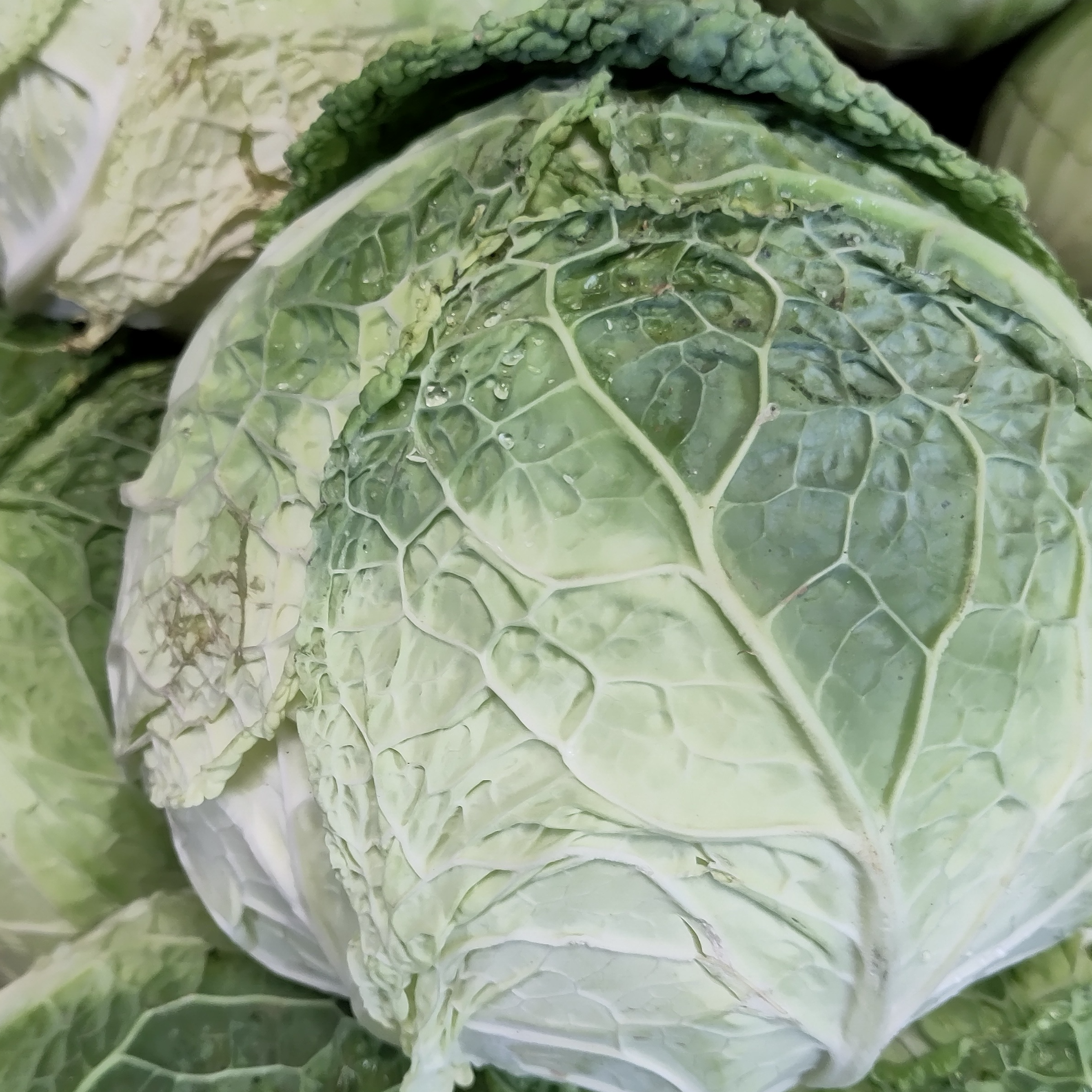 Chou vert/frisé BIO - 0,8kg