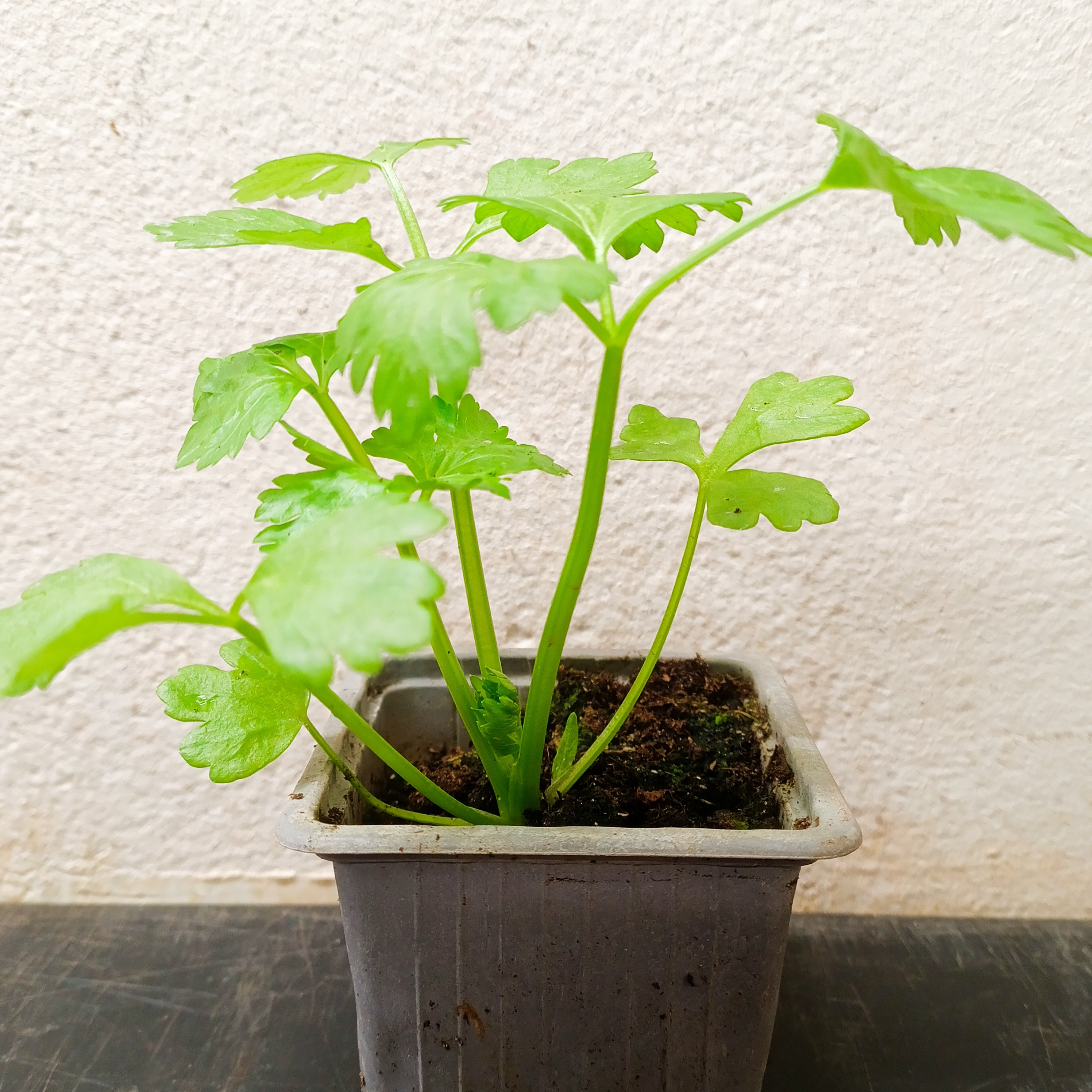 Plant céleri branche (variété tango)