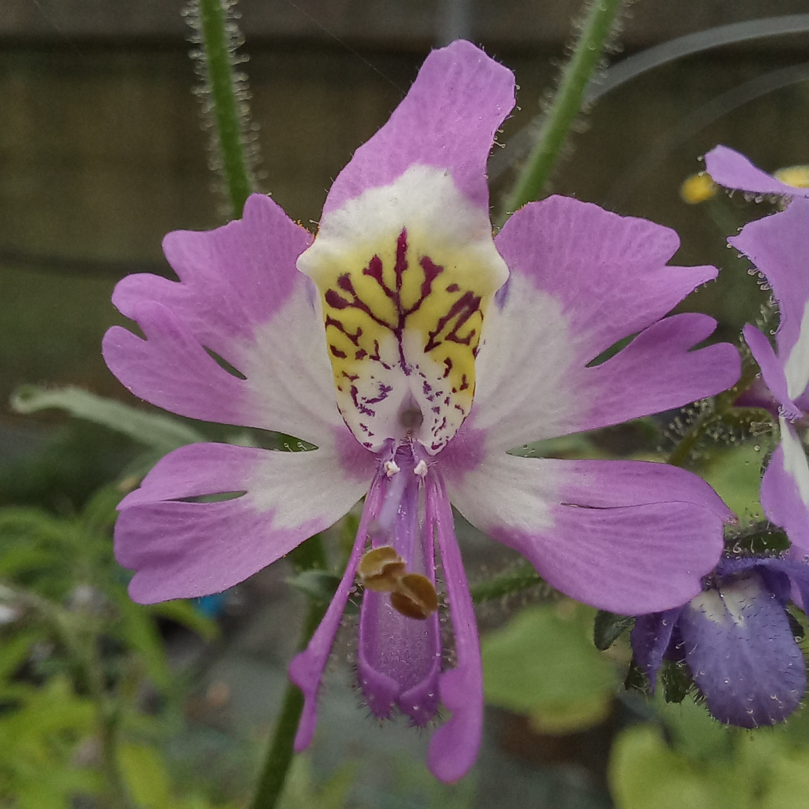 Orchidée du pauvre - godet 8 cm