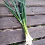Oignons blancs botte