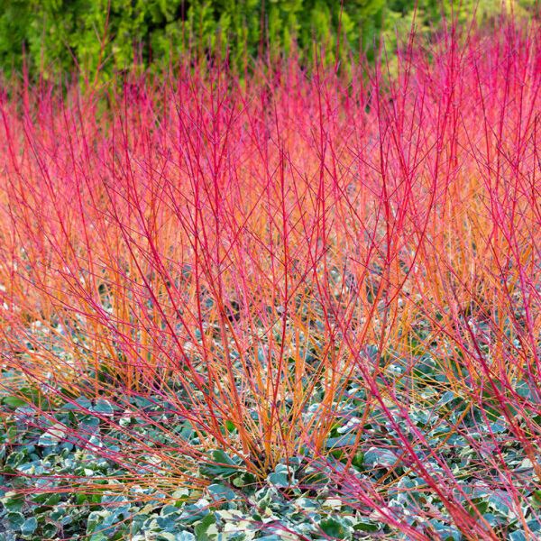 Cornouillier sanguin - Cornus sanguinea "Winter Flame"