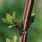 Extrait de bourgeons d'érable champêtre - 50ml