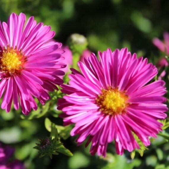 Aster nain (Aster dumosus) 'Jenny' - 1l