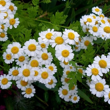 Camomille romaine en pot 1 litre