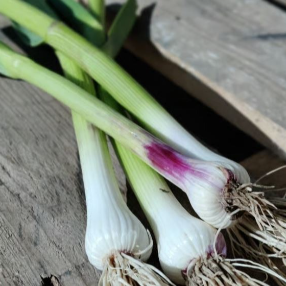 Aillet - Botte - 0,125kg