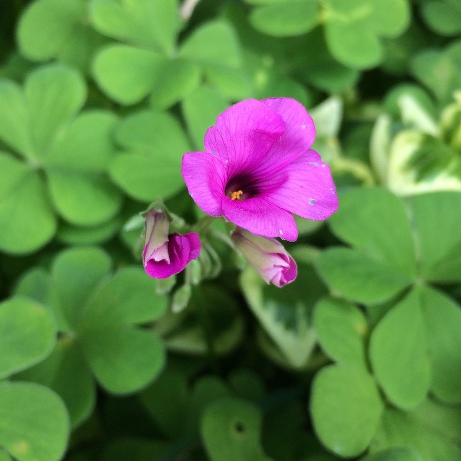 Oxalis feuille