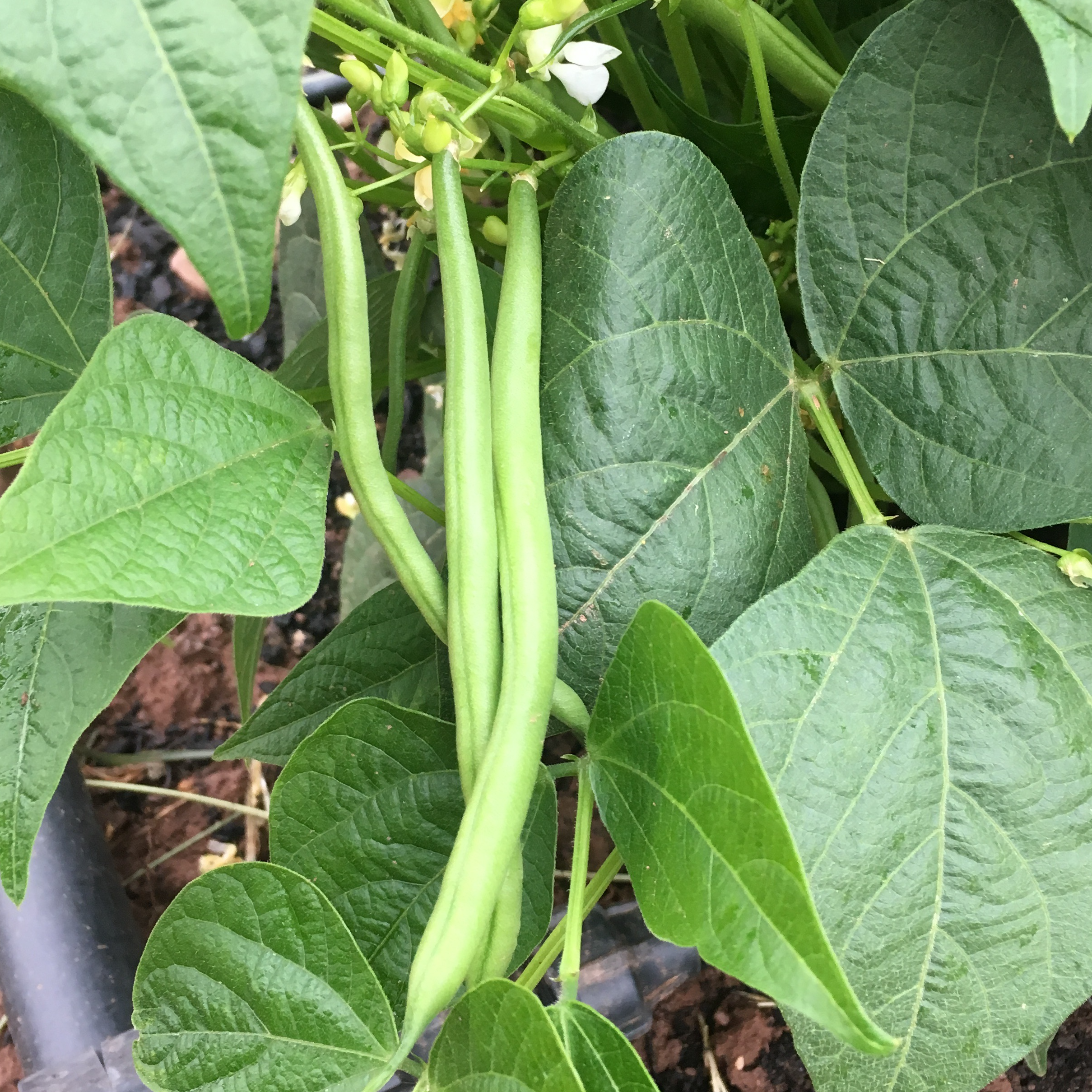 Haricot vert - 500g