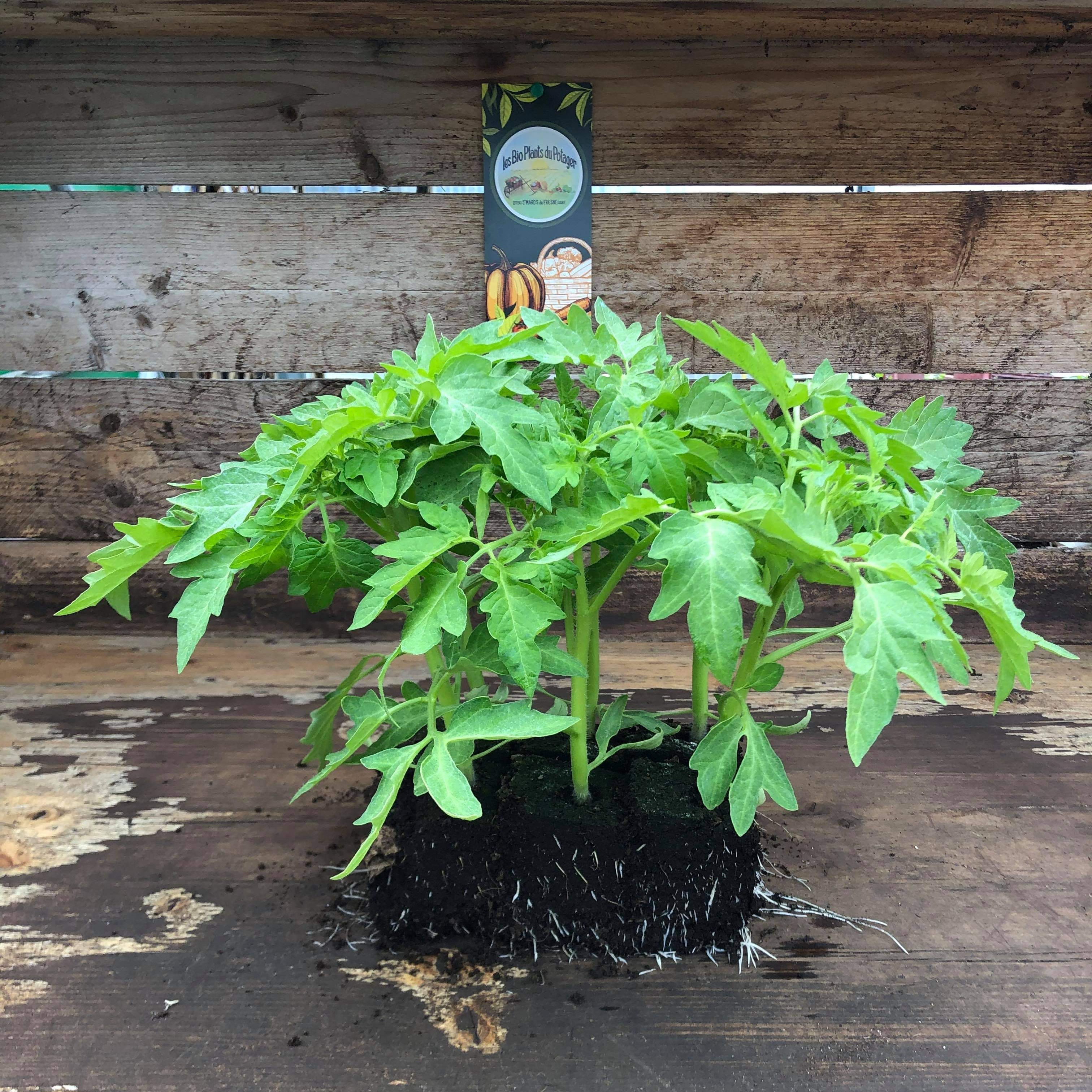 Plant Tomate Pyros - 300g