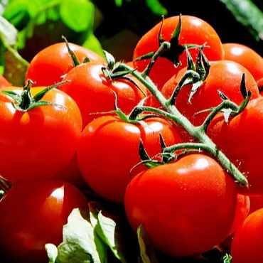 Tomate Merveille des Marchés - godet 8 cm