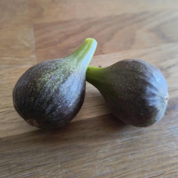 # Figuier -  Ficus carica "Brown Turkey" - Pot 3L