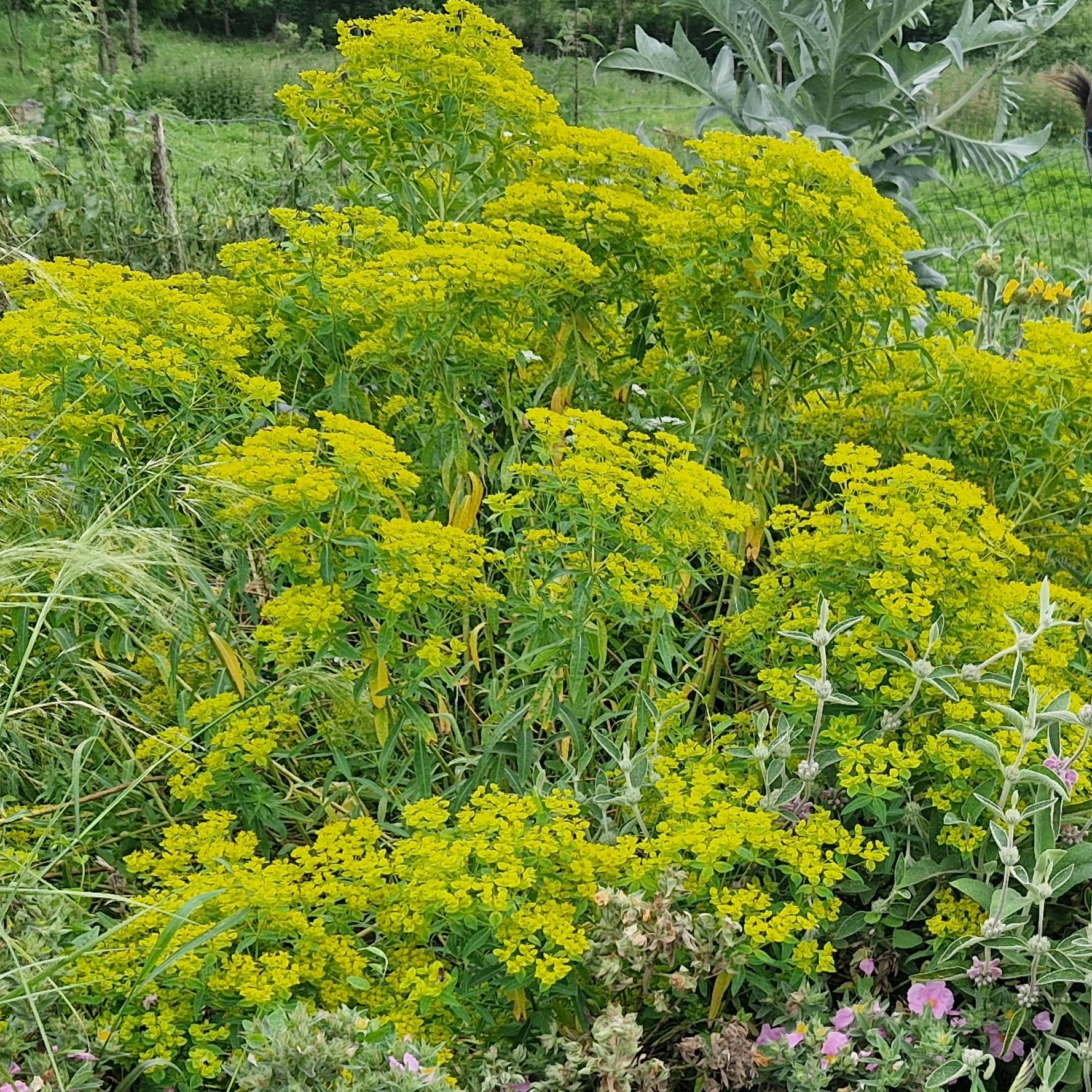 Euphorbia ceratocarpa
