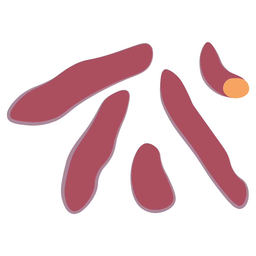 Patate Douce Petite (mini calibre)