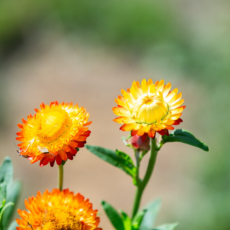Plants fleurs- Immortelle monstruosum tall mix