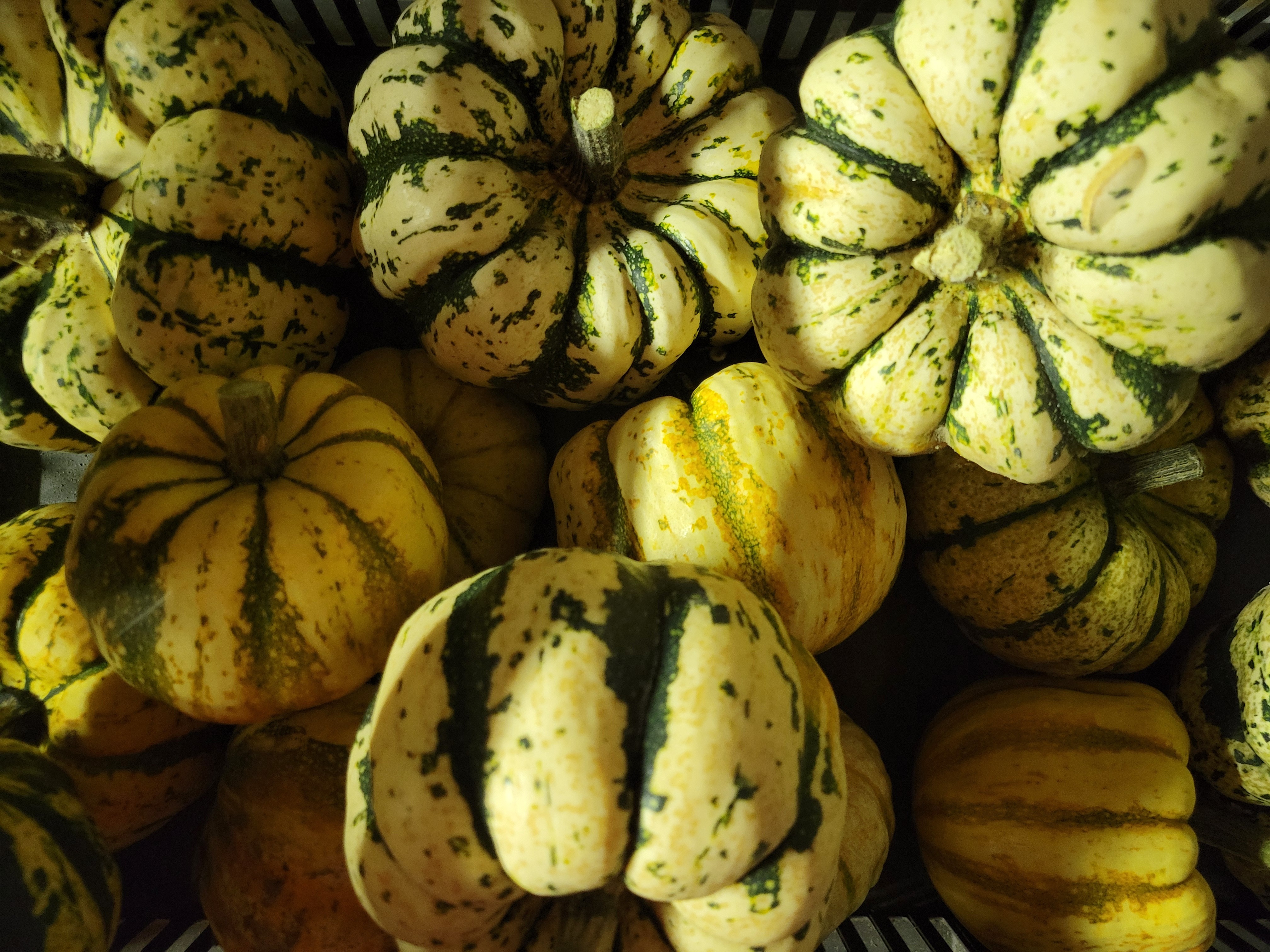 Courge Sweet Dumpling Patidou