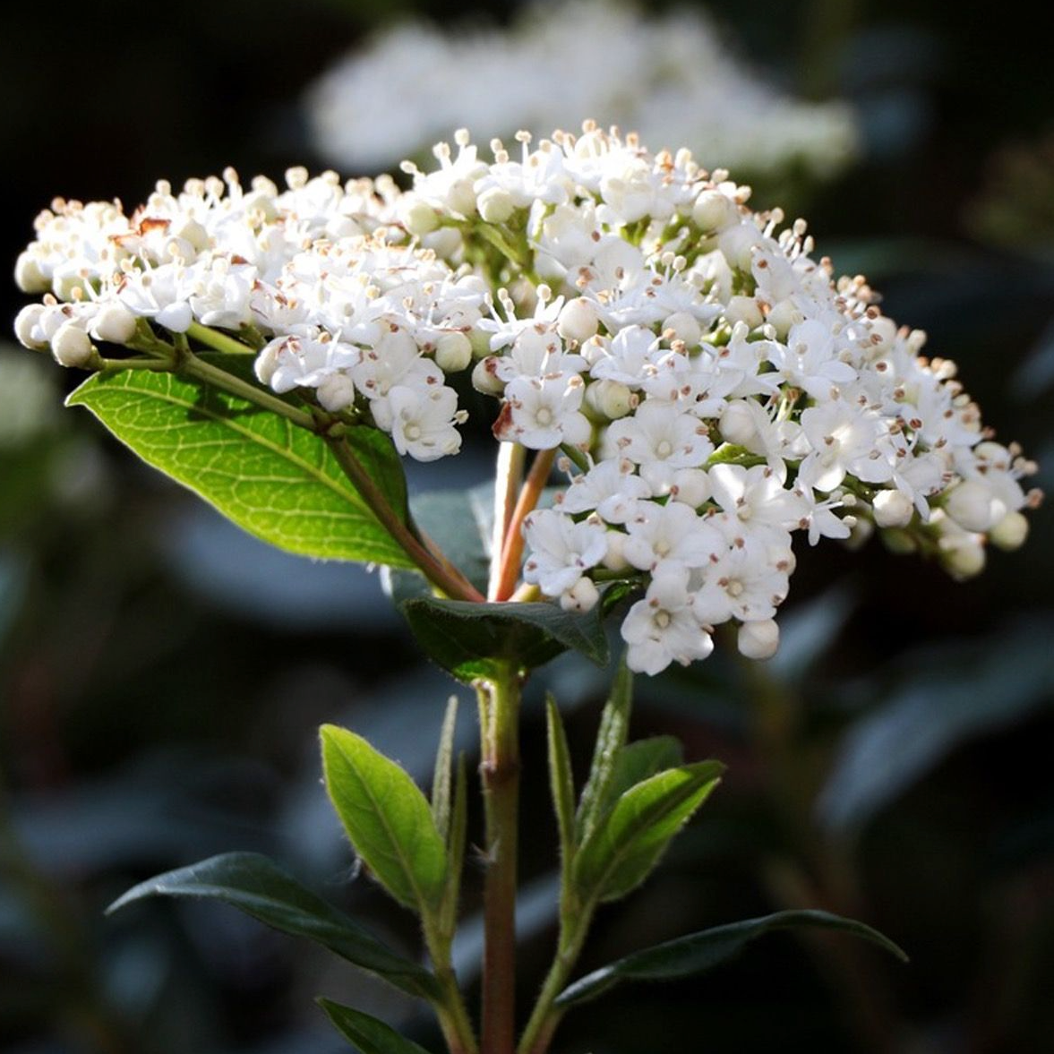 Laurier tin 'Eve price' Pot 3L