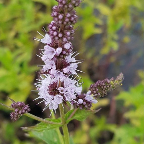 Menthe (Mentha x piperita) 'Magascar' - 1l